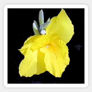 Yellow Canna Flower Sticker